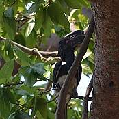 "Trumpeter Hornbill" Victoria Falls, Zimbabwe